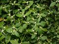 Alternanthera sessilis